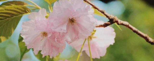 细枝末节是什么意思啊 细枝末节意思
