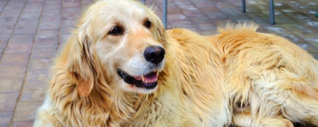 怎样能让金毛犬听话 让金毛犬听话要如何做