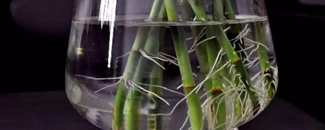 怎么才能让富贵竹快速生根 让富贵竹快速生根的方法