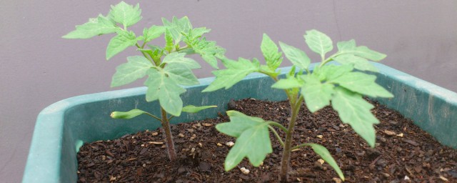 怎样种植西红柿 西红柿种植技巧简介