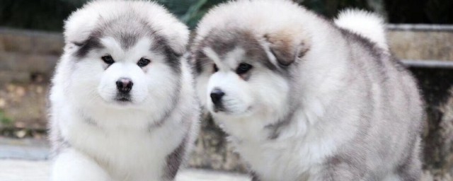 阿拉斯加幼犬怎么喂养方法 阿拉斯加幼犬的喂养方法