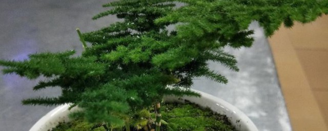 唐山文竹球怎样能养好 唐山文竹球养好的要领
