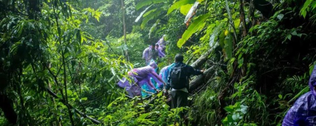 去热带雨林旅游探险需要带什么 关于去热带雨林旅游探险需要带什么