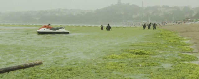 浒苔对海洋生态有哪些影响 关于浒苔对海洋生态有哪些影响