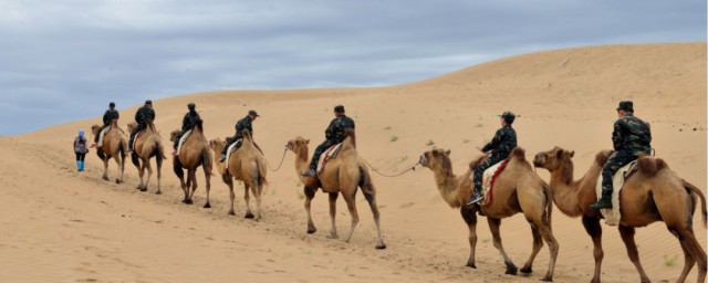 骆驼象征什么精神 骆驼精神简介