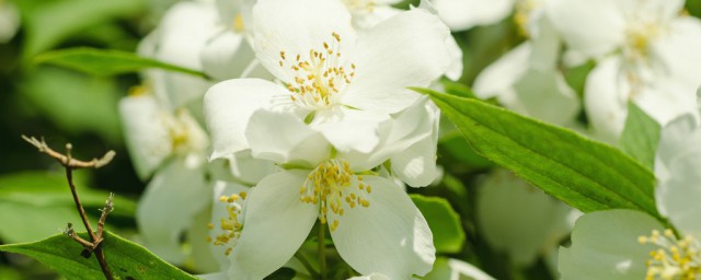 茉莉花泡水喝的功效 喝茉莉花有什么好处
