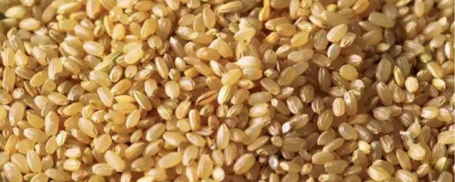 糙米有什么功效和作用 糙米功效介绍