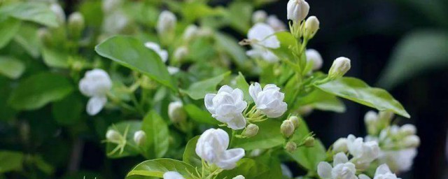 茉莉花修剪时间及技巧 茉莉花修剪时期和修剪方法