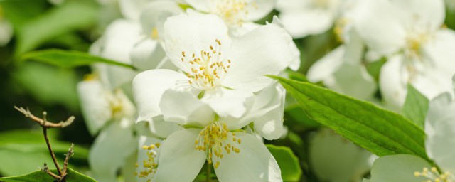 茉莉花寓意 茉莉花代表什么