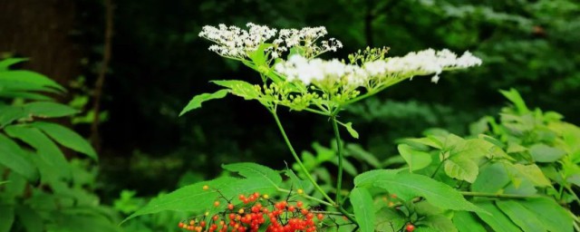 山露是什么植物 山露简介