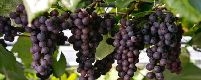 葡萄种子怎么种植 葡萄种子种植的方法