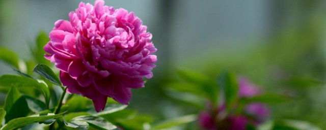 芍药香吗 芍药香不香