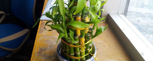 阳台养十种花最好旺财 关于阳台养十种花最好旺财