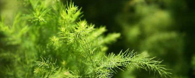 文竹的风水摆放位置 文竹怎么摆
