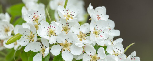 花朝节的来历及道理 花朝节的来历和道理是什么