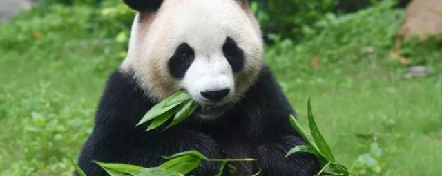 熊猫的粪便有啥用处 熊猫粪便的用处介绍