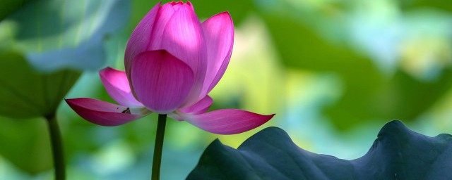 晓出净慈寺送林子方描写了西湖的什么美景 晓出净慈寺送林子方表达了什么感情