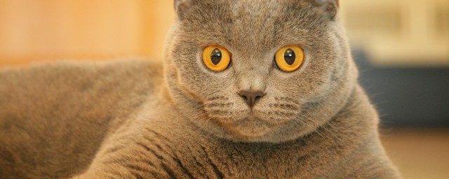 养猫的好处风水学 养猫的好处有哪些