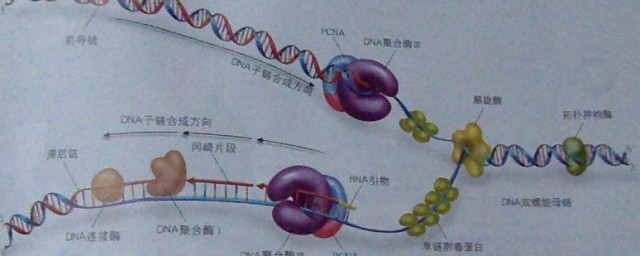 dna聚合酶作用于什么键 dna聚合酶作用于哪个键