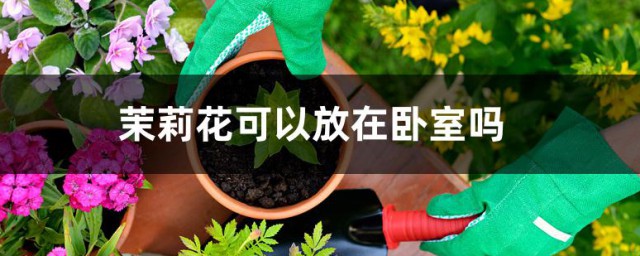 茉莉花可以放在卧室养吗 茉莉花可以放在卧室养吗有什么理由