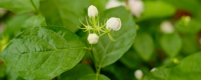 茉莉花的特点有哪些 茉莉花的特点简介