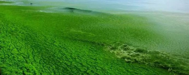浒苔是什么植物 浒苔植物简介