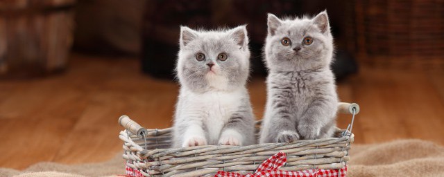 捡来的猫为什么不能养 捡来的猫不能养的原因