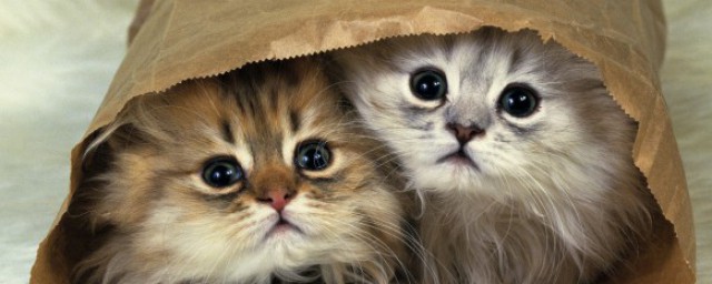 关于猫科动物的资料知识 关于猫科动物的资料知识简介