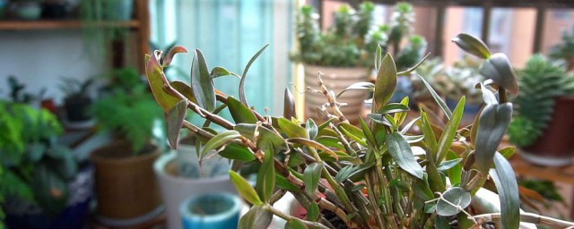 石斛家庭盆栽种植方法 盆栽石斛的种植方法介绍