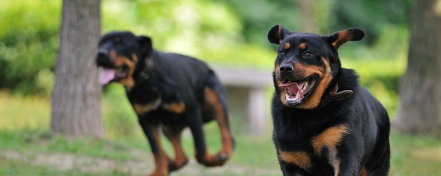 公犬名字大全霸气 公犬霸气名字大全推荐