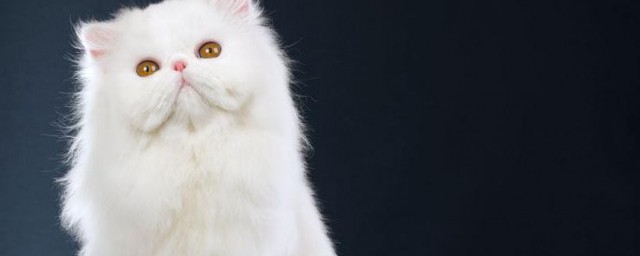 波斯猫为什么不能养 波斯猫不能养的原因