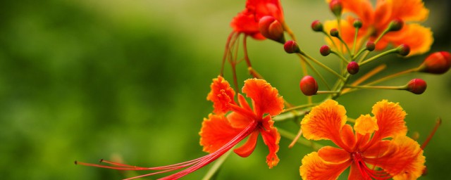 凤凰花怎么养 凤凰花养殖流程