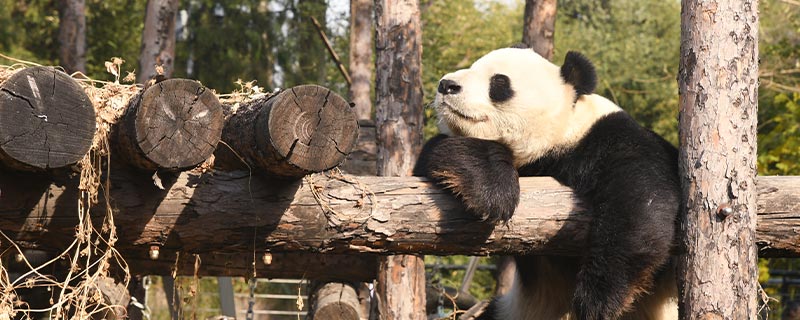 大熊猫的习性