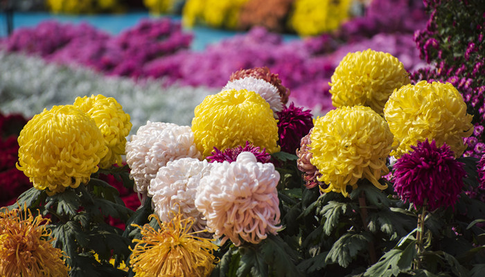 菊花在什么季节开放