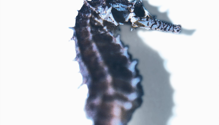 海马有鳞片吗