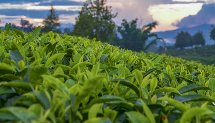 乌岽单丛茶是什么茶