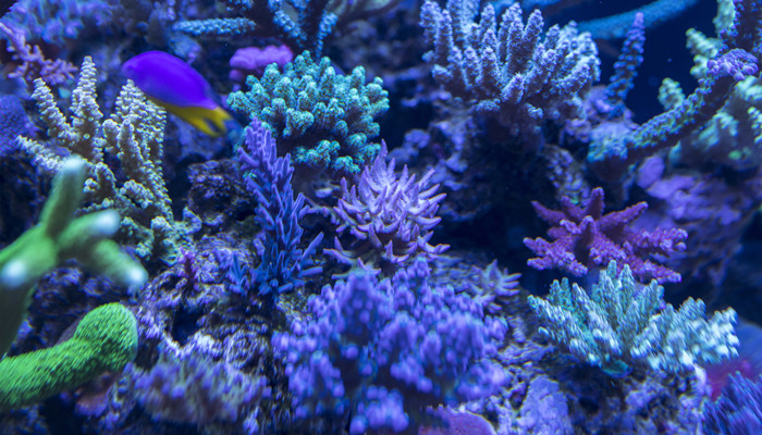 珊瑚是植物还是动物为什么