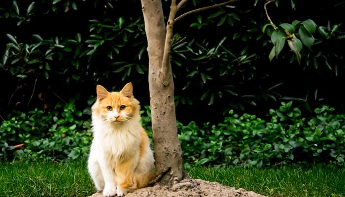 野猫是几级保护动物