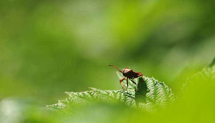 蜱虫长什么样子