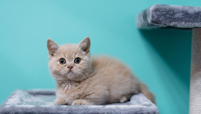 猫是啮齿类动物吗