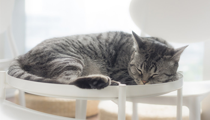 猫是沙漠动物吗
