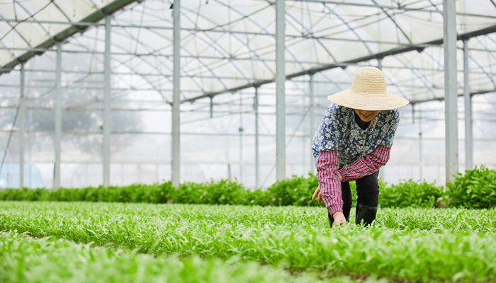 除草是什么季节的农活