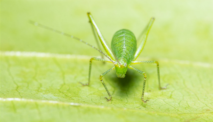 蚜虫是单细胞生物吗