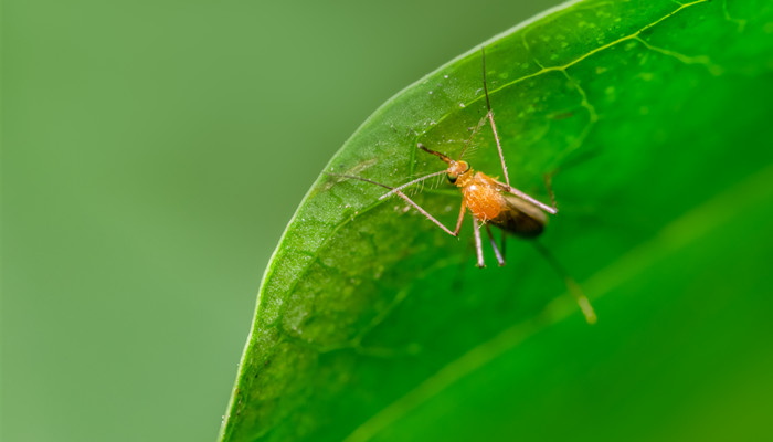 蚜虫是单细胞生物吗