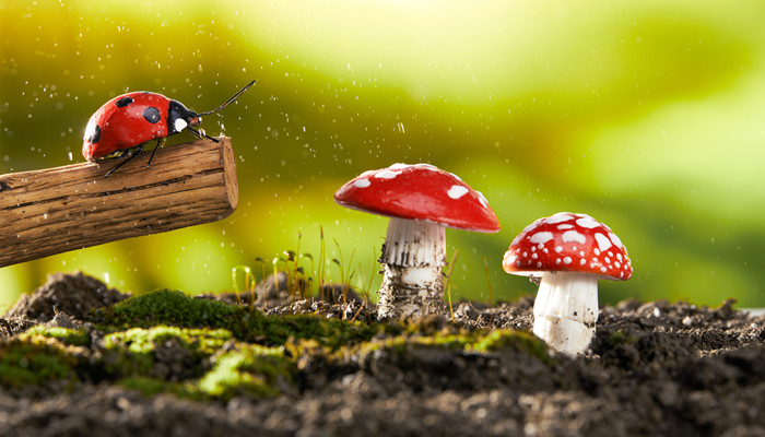 四星瓢虫是益虫还是害虫