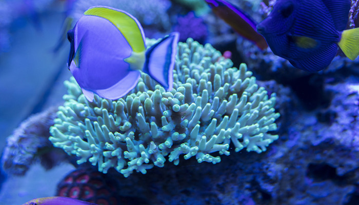 海葵是什么