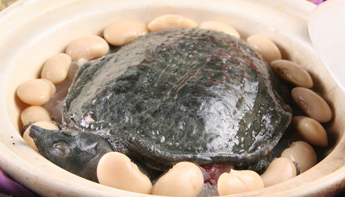 甲鱼和乌龟有什么区别