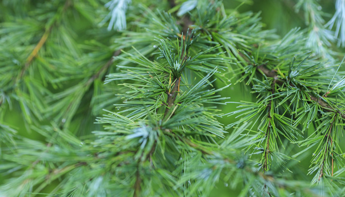 植树节的由来是什么