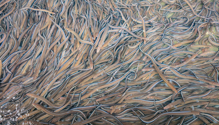 电鳗是淡水鱼还是海鱼