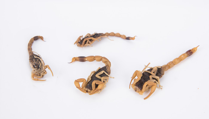 鞭蝎是害虫还是益虫